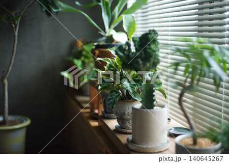 窓辺に並べた鉢植えの観葉植物 窓辺に並べた鉢植えの観葉植物 140645267