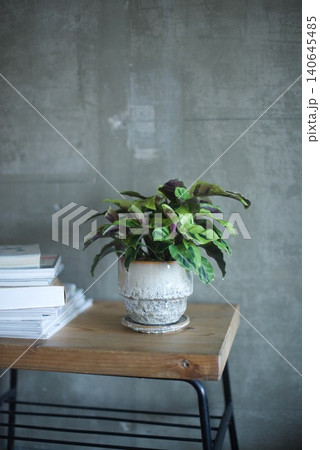 テーブルに置いた鉢植えのカラテア テーブルに置いた鉢植えのカラテア 140645485