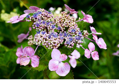 ピンクと紫色のガクアジサイの花 140645553