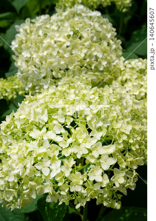 白いあじさいの花 白いあじさいの花 140645607