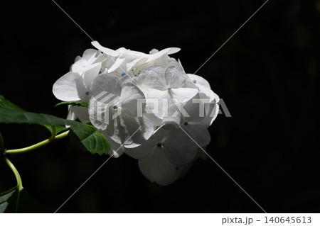 白いあじさいの花 白いあじさいの花 140645613