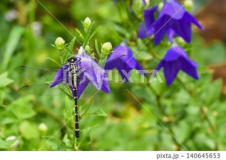 涼やかな青紫の花 桔梗 涼やかな青紫の花 桔梗 140645653