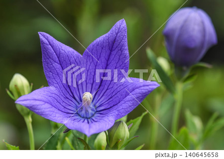 涼やかな青紫の花 桔梗 涼やかな青紫の花 桔梗 140645658
