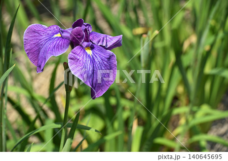 紫色の花菖蒲のクローズアップ 紫色の花菖蒲のクローズアップ 140645695