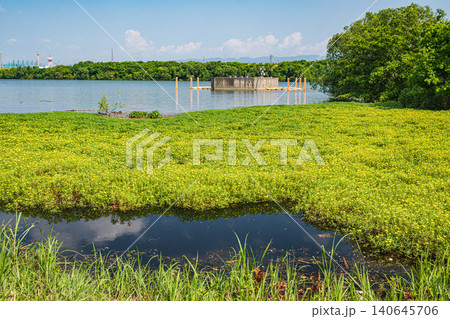 夏の淀川を覆うオオバナミズキンバイ 大阪府守口市 夏の淀川を覆うオオバナミズキンバイ 大阪府守口市 140645706