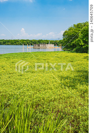 夏の淀川を覆うオオバナミズキンバイ 大阪府守口市 夏の淀川を覆うオオバナミズキンバイ 大阪府守口市 140645709
