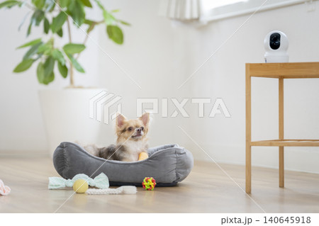 ペットカメラのある部屋で留守番中のチワワ　イメージ 140645918