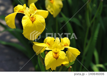鮮やかな黄色のアイリスの花 140646006