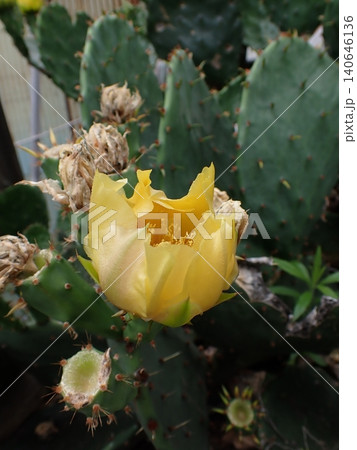 黄色いウチワサボテンの花 黄色いウチワサボテンの花 140646136