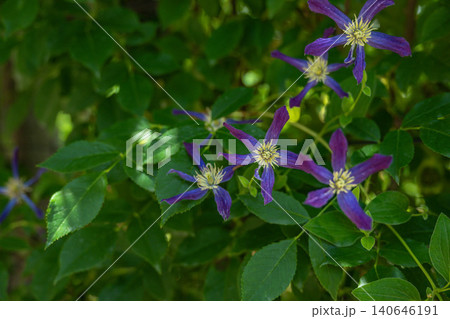 新緑の葉の間に咲く紫色のクレマチスの花 新緑の葉の間に咲く紫色のクレマチスの花 140646191