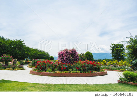 初夏の信州スカイパーク バラ園に咲き誇る美しい薔薇 140646193