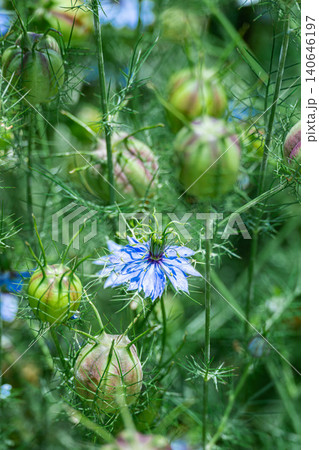 新緑の中で咲く青いニゲラの花 新緑の中で咲く青いニゲラの花 140646197
