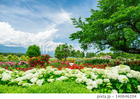 初夏の信州スカイパークに咲き誇る白いアナベルと色鮮やかなバラの花々 初夏の信州スカイパークに咲き誇る白いアナベルと色鮮やかなバラの花々 140646204