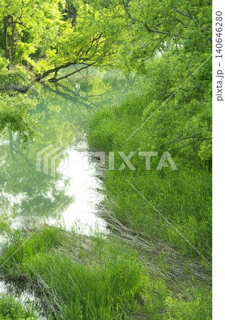 新緑に包まれた静かな湿地の小川 新緑に包まれた静かな湿地の小川 140646280