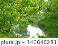 新緑に包まれた静かな湿地の小川 140646281