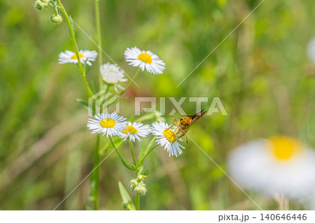 ヒメジョオンの蜜を吸うキマダラセセリ ヒメジョオンの蜜を吸うキマダラセセリ 140646446