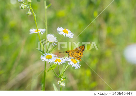 ヒメジョオンの蜜を吸うキマダラセセリ　 140646447