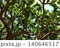 新緑のデイゴと青空　やんばるの森 140646517