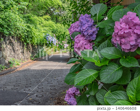 「飛鳥の小径」に咲く紫陽花と園路 「飛鳥の小径」に咲く紫陽花と園路 140646608