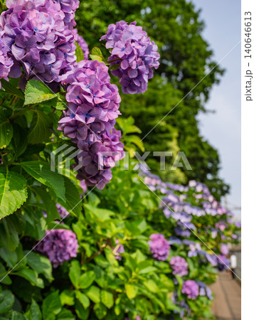 「飛鳥の小径」の紫陽花風景 「飛鳥の小径」の紫陽花風景 140646613