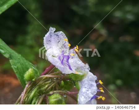 花弁の透ける紫露草 花弁の透ける紫露草 140646754