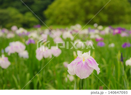 別府神楽女湖 雨の日の花菖蒲園 別府神楽女湖 雨の日の花菖蒲園 140647093