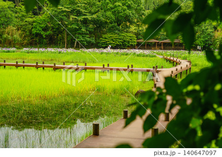 別府神楽女湖 雨の日の花菖蒲園 別府神楽女湖 雨の日の花菖蒲園 140647097