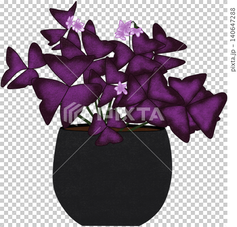 purple shamrock plant 140647288