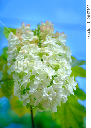 初夏の青空に映える白紫陽花 初夏の青空に映える白紫陽花 140647506
