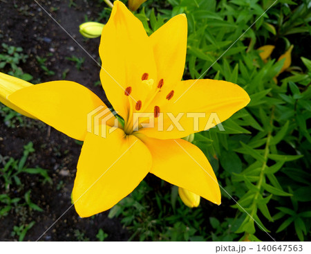 鮮烈な黄色が輝くユリの花のクローズアップ 140647563