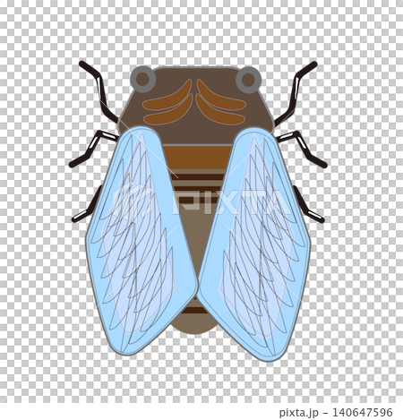 Cicada (front view) - Summer insect illustration Cicada (front view) - Summer insect illustration 140647596