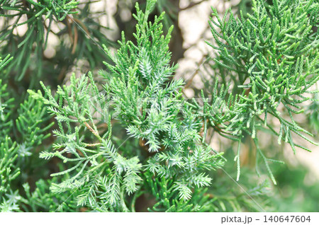 Juniperus chinensis, Chinese juniper or CUPRESSACEAE and chamaecyparis lawsoniana or pine tree 140647604