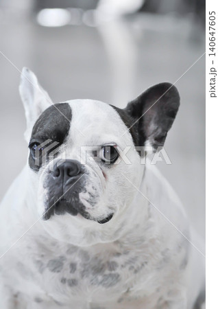 dog or french bulldog, unaware French bulldog dog or french bulldog, unaware French bulldog 140647605