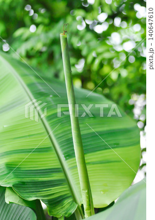 Musa balbisiana Colla., Musa martini Van Geert or banana tree or bicolor banana or Kluai Tani Dang or white and green banana leaf Musa balbisiana Colla., Musa martini Van Geert or banana tree or bicolor banana or Kluai Tani Dang or white and green banana leaf 140647610