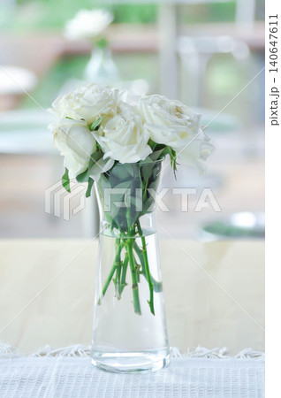 briosa rose , white rose or Garden roses , zaide rose or William Christie Rose or Mary Rose or Rosaceae or white rose in a vase 140647611