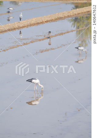Anastomus oscitans, Asian openbill or Asian Openbill stork or Ciconia boyciana or  Oriental stork or bird 140647612