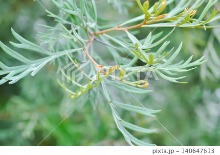 Grevillea robusta, Silky oak or Australian silver oak or Silk Oak Grevillea robusta, Silky oak or Australian silver oak or Silk Oak 140647613
