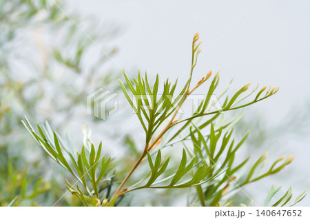 Grevillea robusta, Silky oak or Australian silver oak or Silk Oak Grevillea robusta, Silky oak or Australian silver oak or Silk Oak 140647652