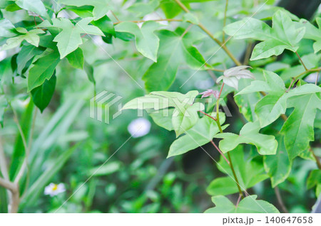 maple leaf, maple leaves or green leaf or Acer saccharum Marsh maple leaf, maple leaves or green leaf or Acer saccharum Marsh 140647658