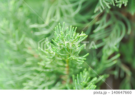 Juniperus chinensis, Chinese juniper or CUPRESSACEAE or pine tree 140647660