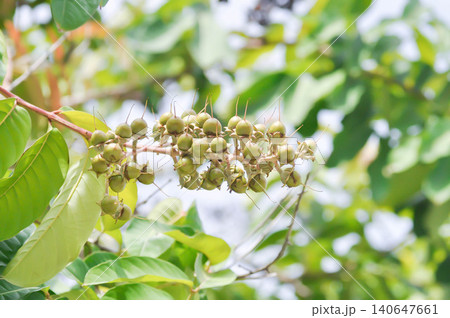 lagerstroemia, lagerstroemia speciosa with fruit on the tree or lythraceae or Queens flower lagerstroemia, lagerstroemia speciosa with fruit on the tree or lythraceae or Queens flower 140647661