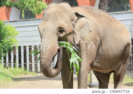 インドゾウ 140647716