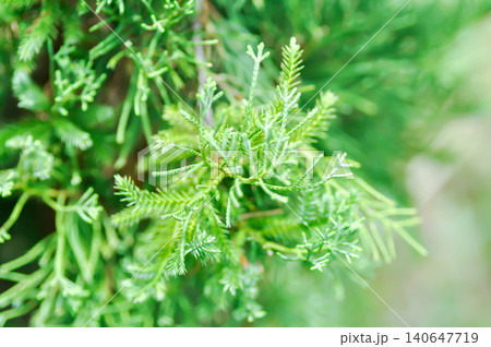 Juniperus chinensis, Chinese juniper or CUPRESSACEAE or pine tree 140647719
