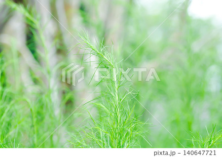 Dog fennel, dogfennel or Eupatorium capillifolium or false dill tree or Asteraceae or vegetable plant Dog fennel, dogfennel or Eupatorium capillifolium or false dill tree or Asteraceae or vegetable plant 140647721