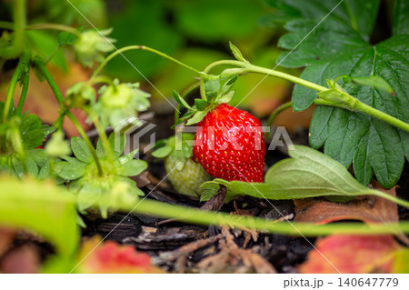 Ripe strawberries growing naturally in garden soil 140647779