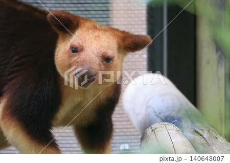 セスジキノボリカンガルー セスジキノボリカンガルー 140648007