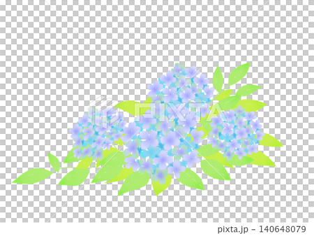 藍色繡球花的插圖 藍色繡球花的插圖 140648079