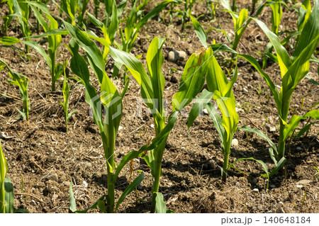 Close-up of young organic corn stalks growing on a farm plantation 140648184