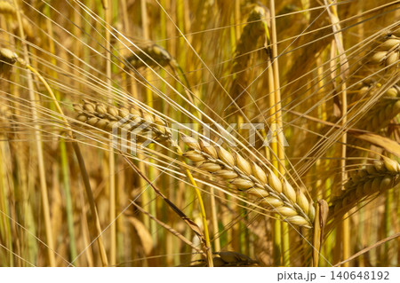 Close-up of ripe barley ears with long awns in the wind, cereal crop. Close-up of ripe barley ears with long awns in the wind, cereal crop. 140648192