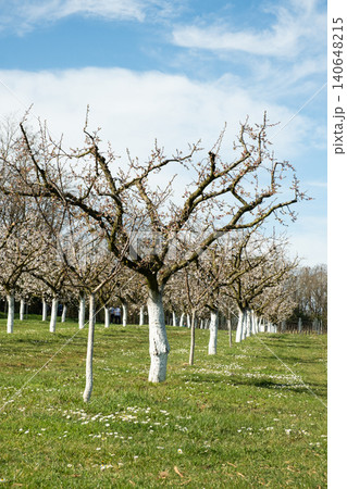 Apricot orchard with whitewashed tree trunks in spring garden. Apricot orchard with whitewashed tree trunks in spring garden. 140648215